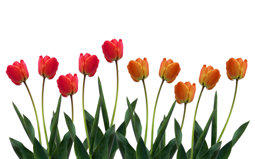 Tulip Png Images Clipart