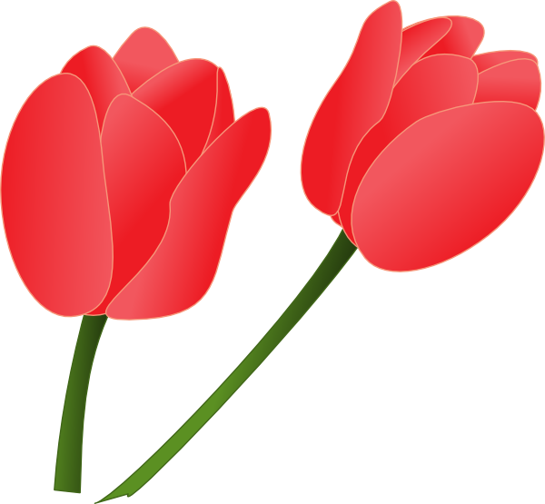 Pink Tulip Hd Photo Clipart
