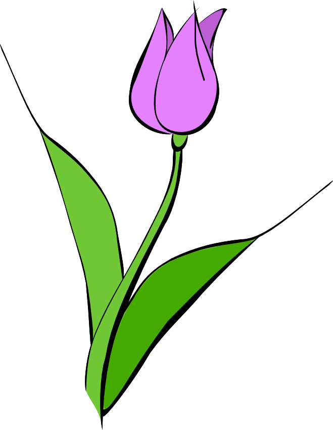 Tulip Images Download Png Clipart