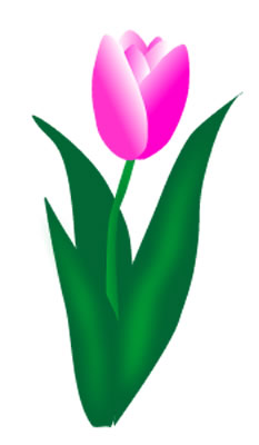 Pink Tulip Transparent Image Clipart