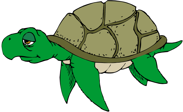Free Turtle Hd Image Clipart