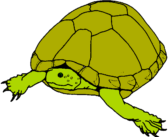 Hawaiian Sea Turtle Images Download Png Clipart