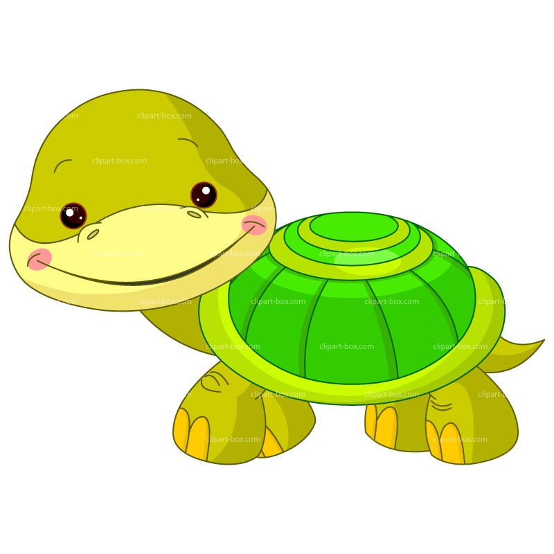 Baby Turtle Hd Image Clipart