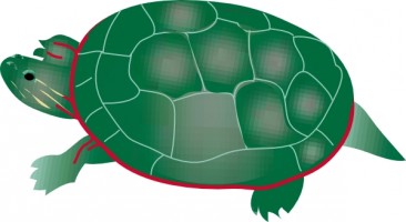 Turtle Vector For Download About Hd Photo Clipart