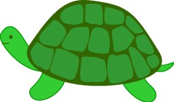 Turtle For You Download Png Clipart
