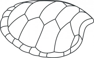 Turtle At Vector Transparent Image Clipart