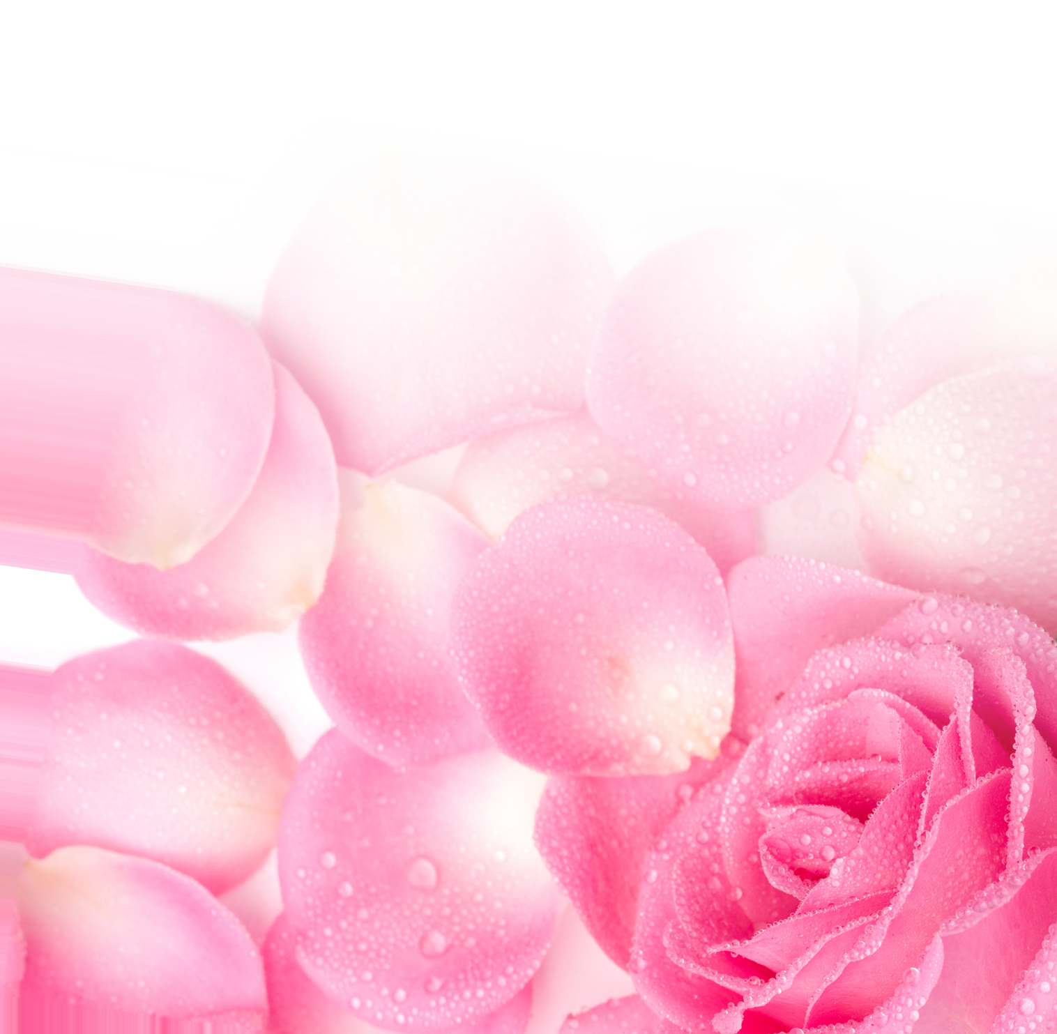 Pink Garden Valentine'S Rose Wallpaper Poster Roses Clipart