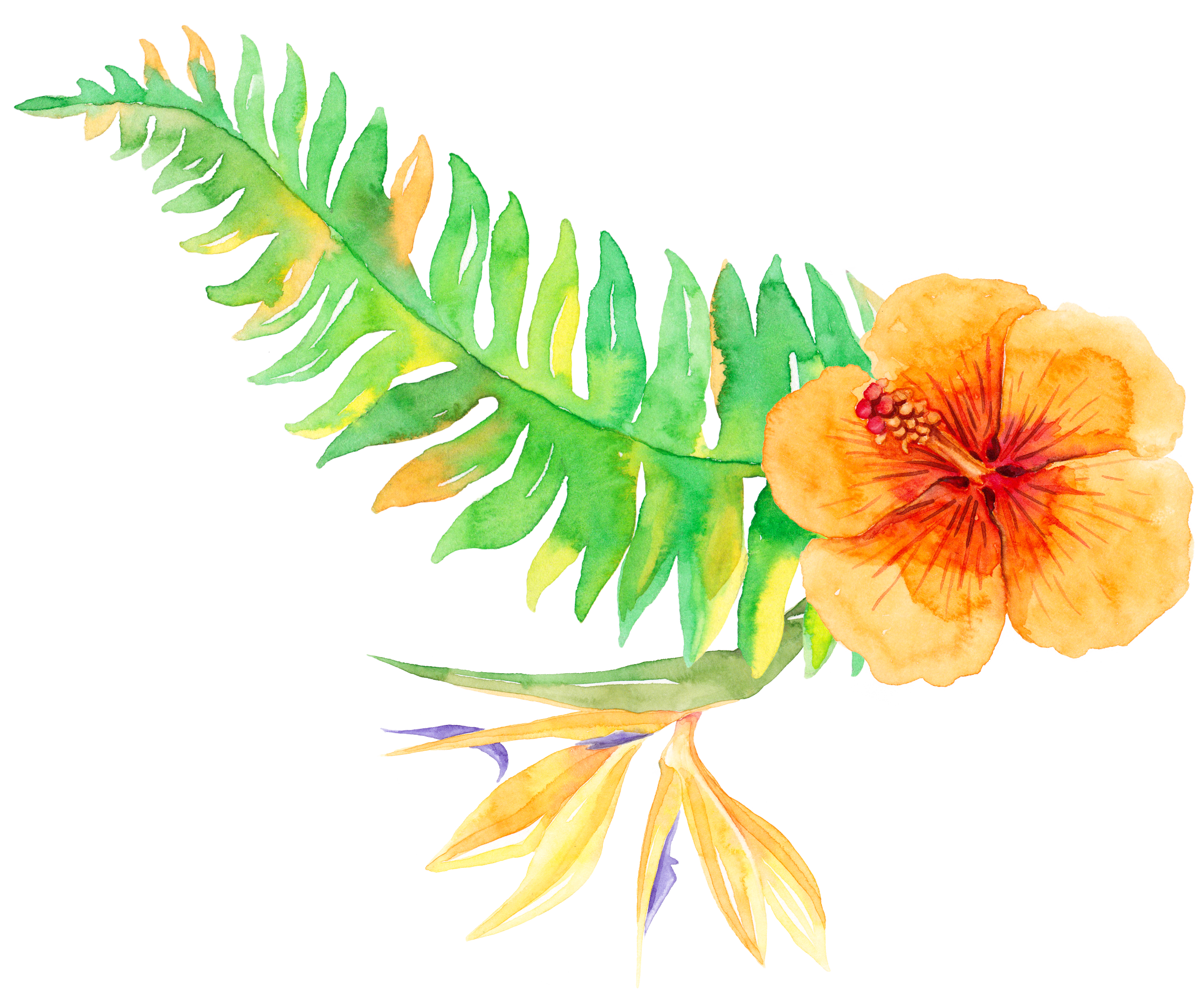 Tropical Tropics Plants Vegetation Download Free Image Clipart