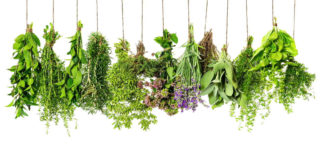 Thyme Herb Herbs Spice Rosemary Ingredient Clipart
