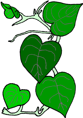 Free Vines Hd Image Clipart