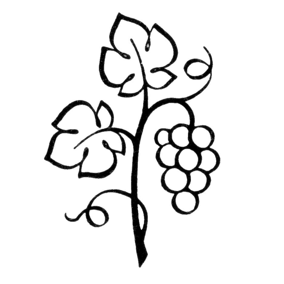 Grapes Vine Images Free Download Png Clipart