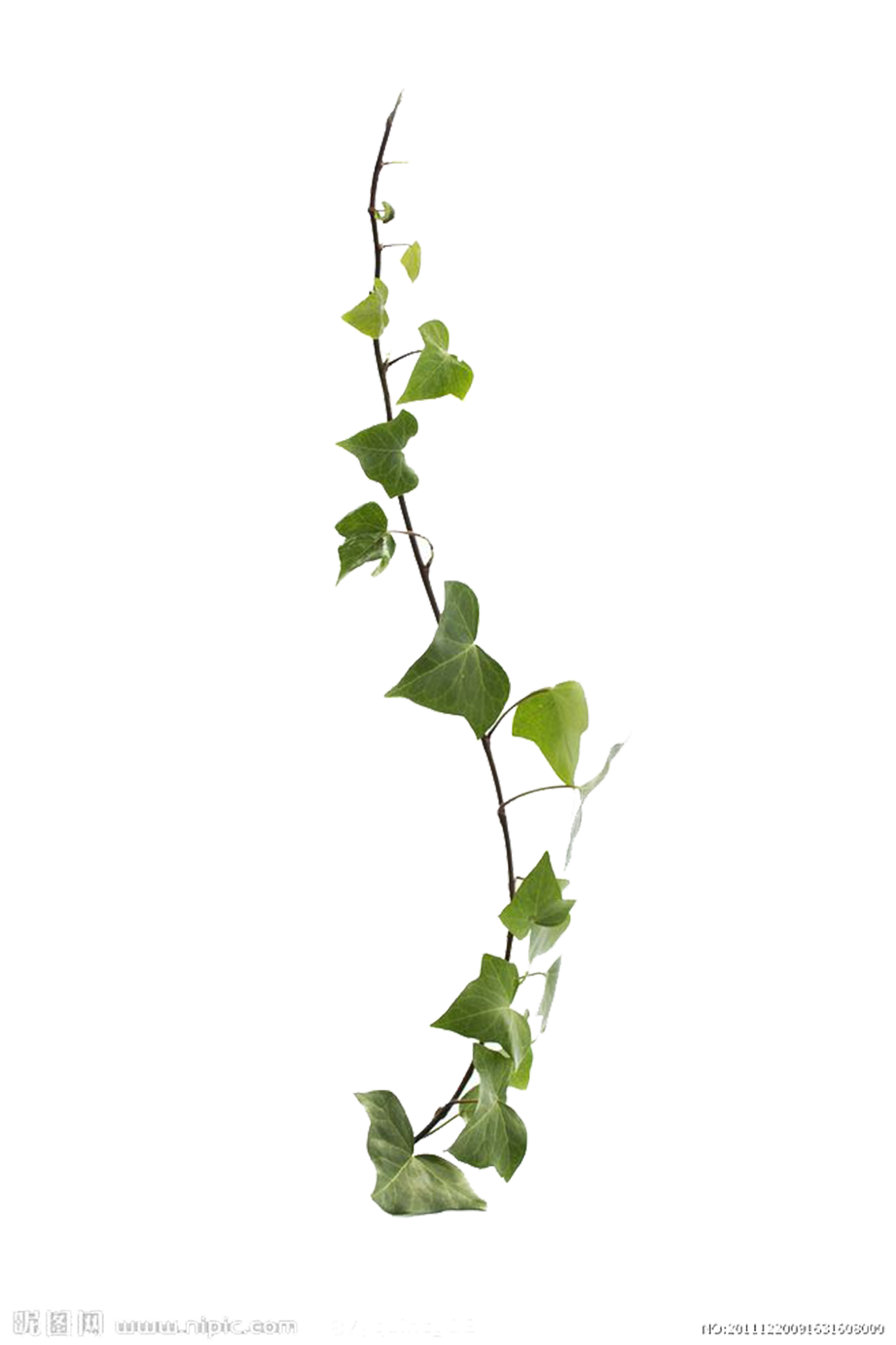 Available Plant Leaf For Creeper Vine Virginia Clipart