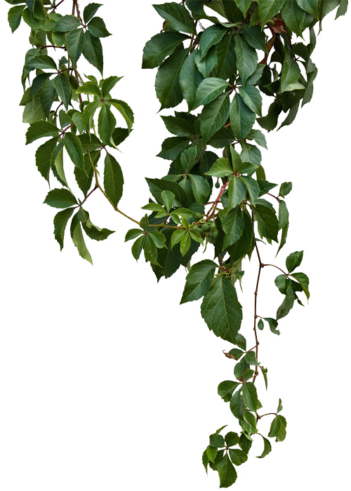 Green Vine Vines PNG Free Photo Clipart