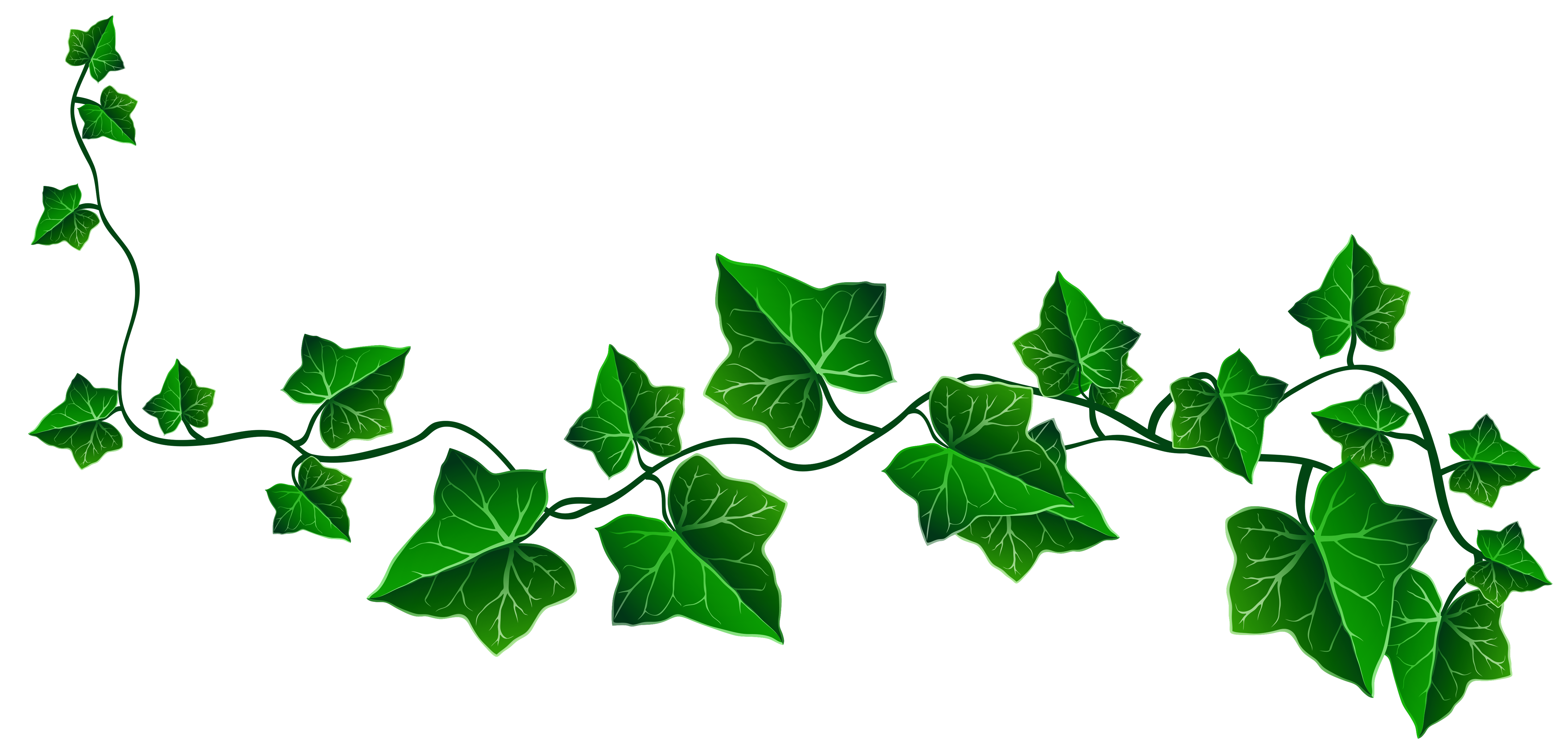 Decoration Picture Vine Ivy Drawing Free Download PNG HQ Clipart