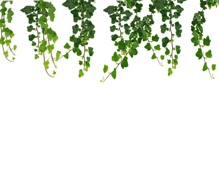 Free Of Flower Vines Image Png Image Clipart