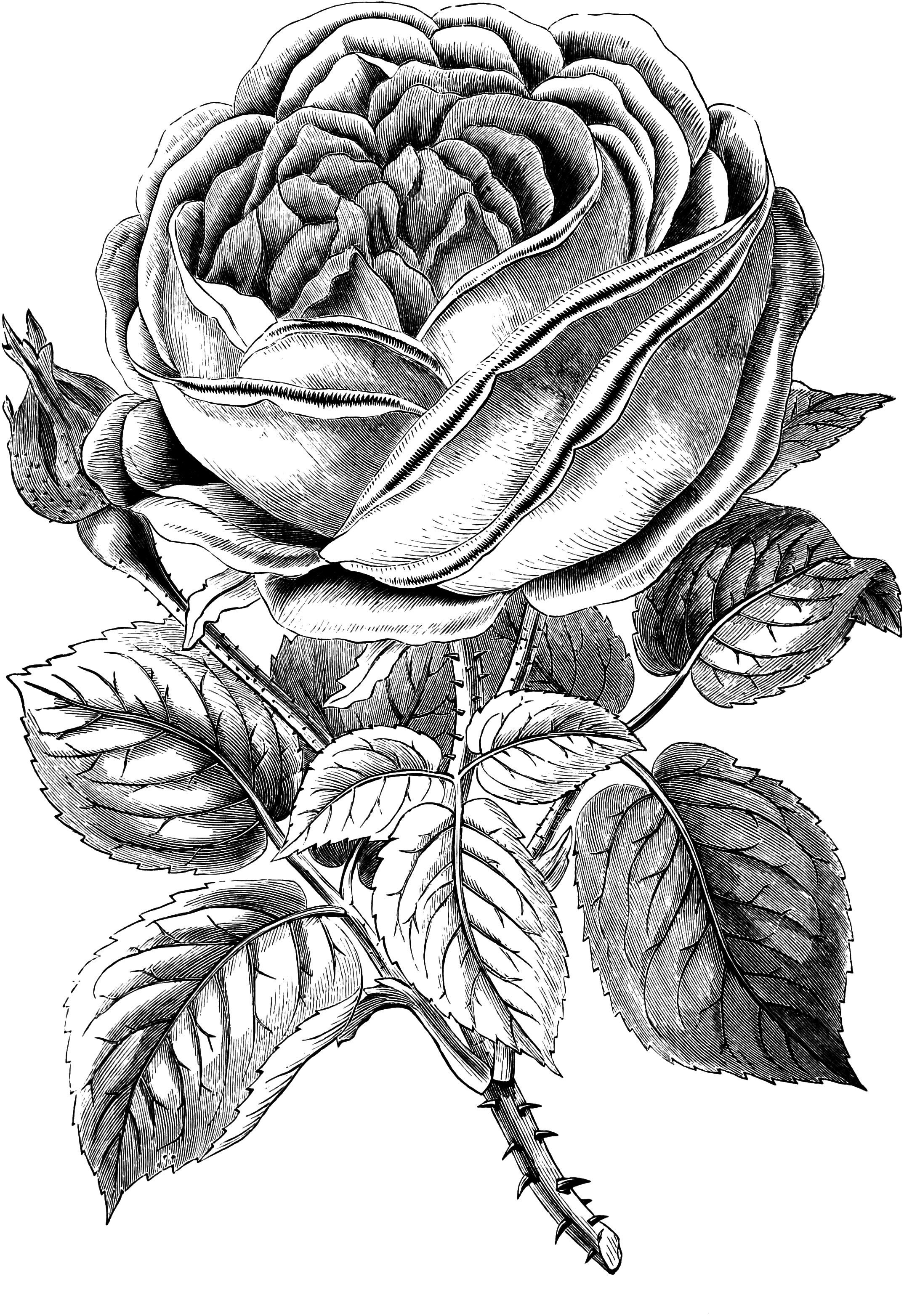 Free Vintage Rose Image Oh So Nifty Clipart