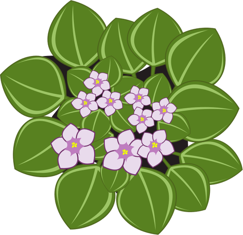 African Violets With Leaves Clipart