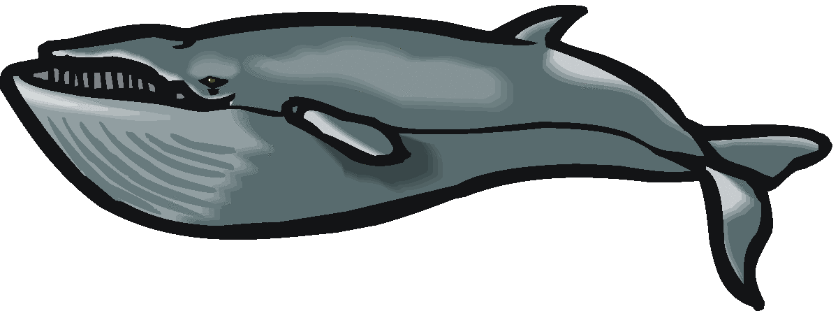 Free Whale Png Image Clipart