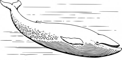 Free Whale Vector For Download About Clipart