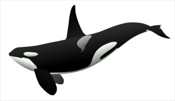 Free Whales Graphics Images And Photos Clipart
