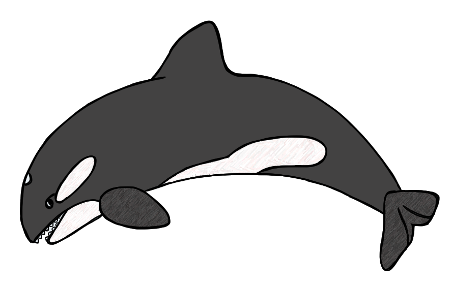 Killer Whale Black And White Dromgcb Top Clipart