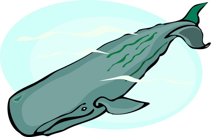 Sperm Whale Free Download Png Clipart