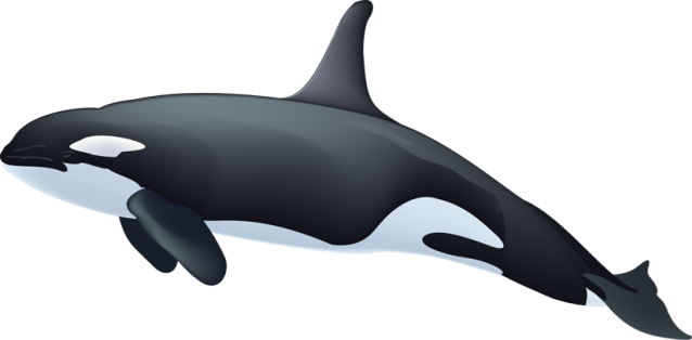Killer Whale Image Png Clipart