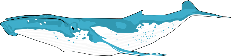Whale Download Download Png Clipart