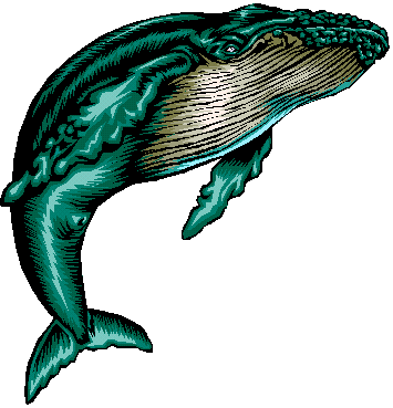 Animal Whale Png Image Clipart