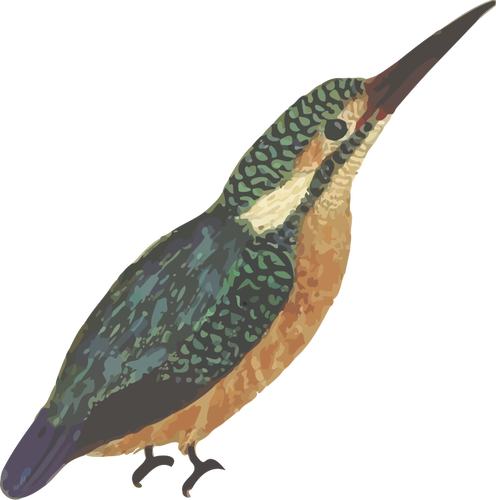 Kingfisher Bird In Full Color Clipart