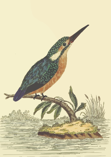 Kingfisher Bird On A Tree Branch Clipart