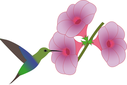 Colibri Bird Picking On A Flower Illustration Clipart