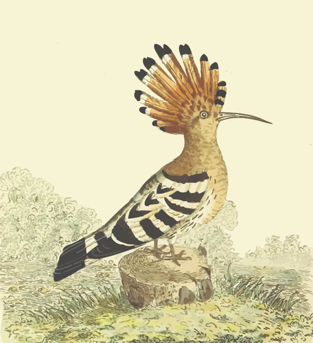 Hoopoe In Nature Clipart