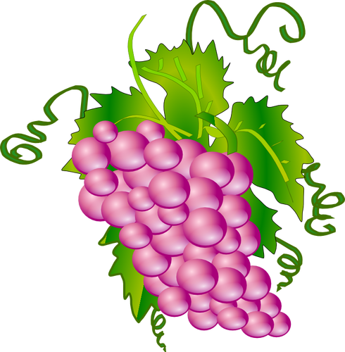 Of Bunch Of Grapes Clipart