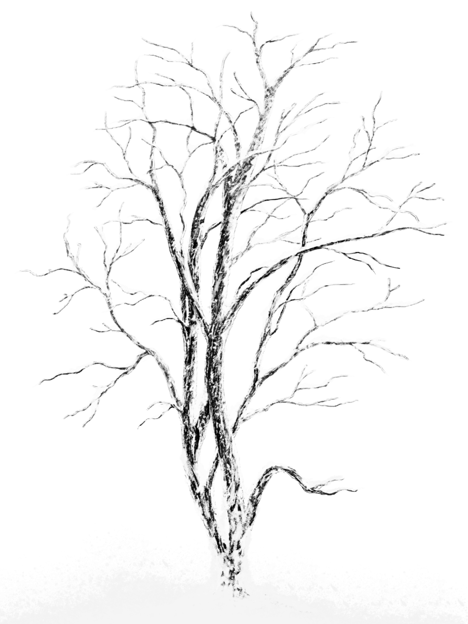 Picture Winter Snowy Photography Tree Snow Stock Clipart