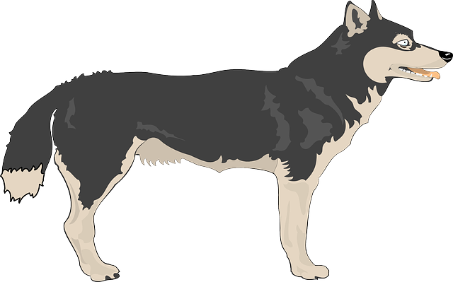 Wolf To Use Png Image Clipart