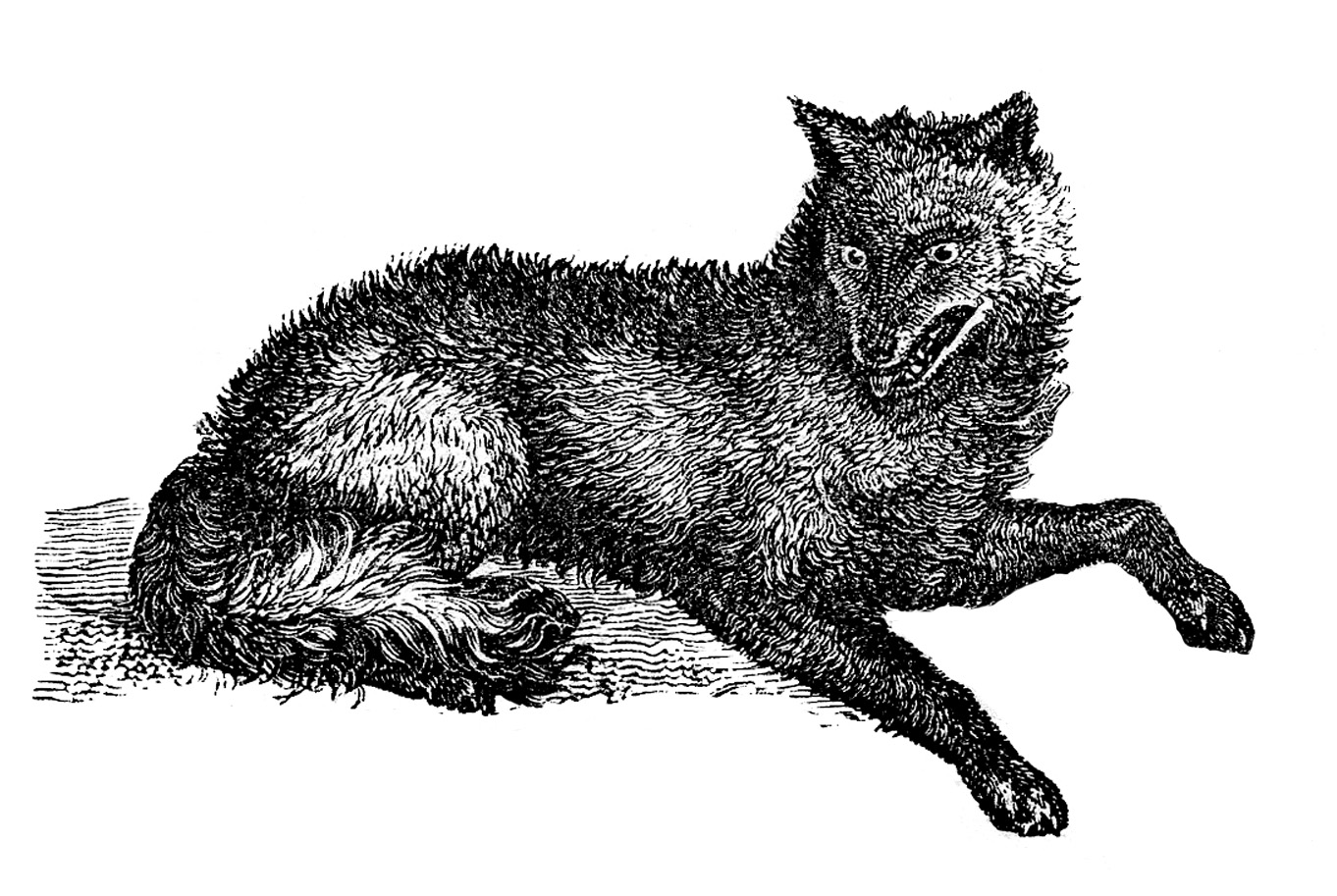 Wolf Vintage Wolves Hd Image Clipart