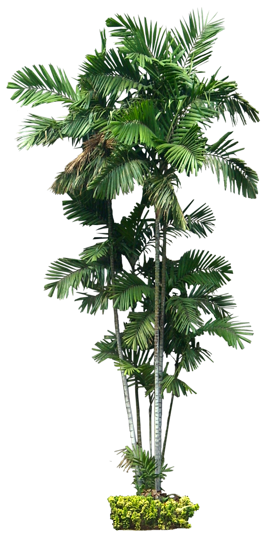 Plant Australia Ptychosperma Macarthurii Tree Palm Architecture Clipart