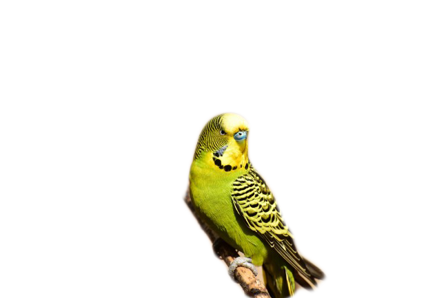 Australia Lory Parrot Budgerigar Parakeet Bird Clipart