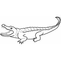 Alligator Black And White Hd Image PNG Image