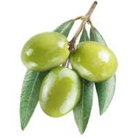 Olive Oil Leaf Fruit Free Clipart HQ PNG Image