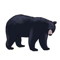 Grizzly Bear Silvertip Bear Graphics Hd Photos PNG Image