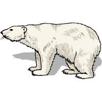 Polar Bear Com Png Image PNG Image