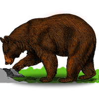 Bear To Use Image Png PNG Image