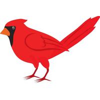 Cute Cardinal Kid Free Download Pool PNG Image