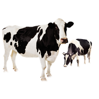 Download Cow Category Png, Clipart and Icons | FreePngClipart