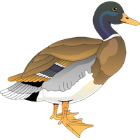 Download Duck Category Png, Clipart and Icons | FreePngClipart