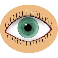 Eyes Blue Eye Vector In Open Office Pool PNG Image