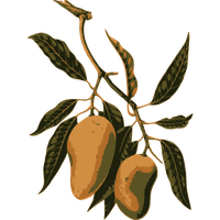 Mango Fruit On A Branch Man PNG Image
