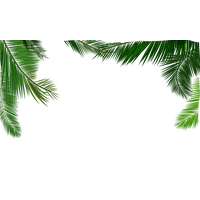 Coconut Leaf Leaves Material Texture Euclidean Vector PNG Image